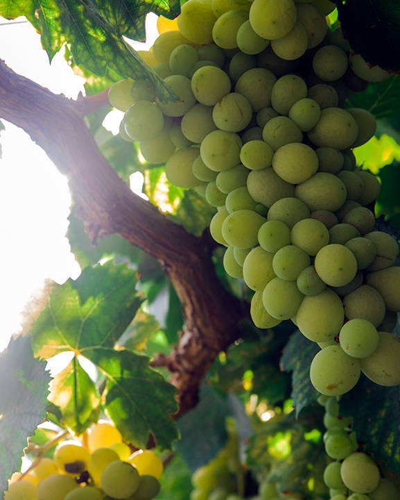 Vive momentos únicos junto a tu pareja gracias a estos vinos