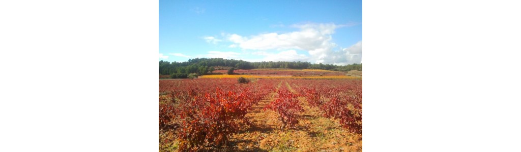 Bodega Sexto Elemento